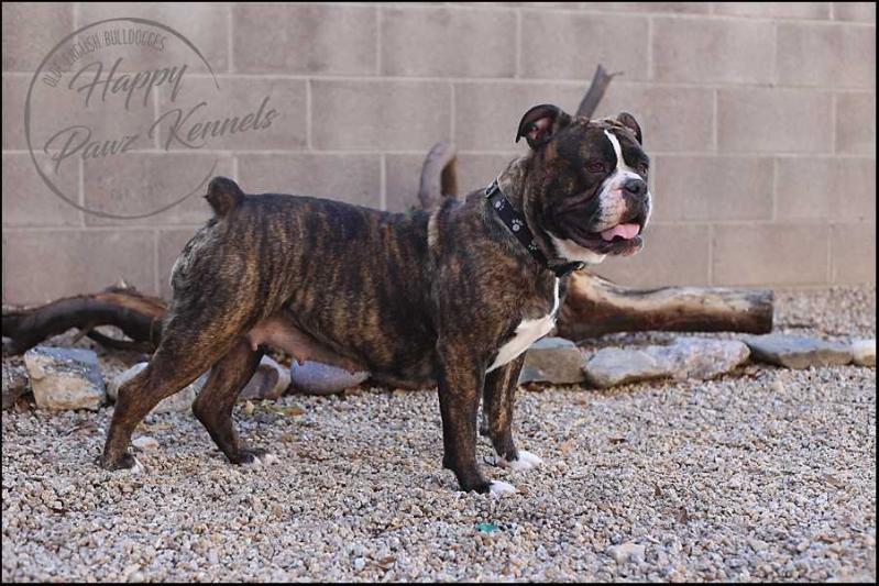 Anarchy's Shelby Wigglebutt | Olde English Bulldogge 