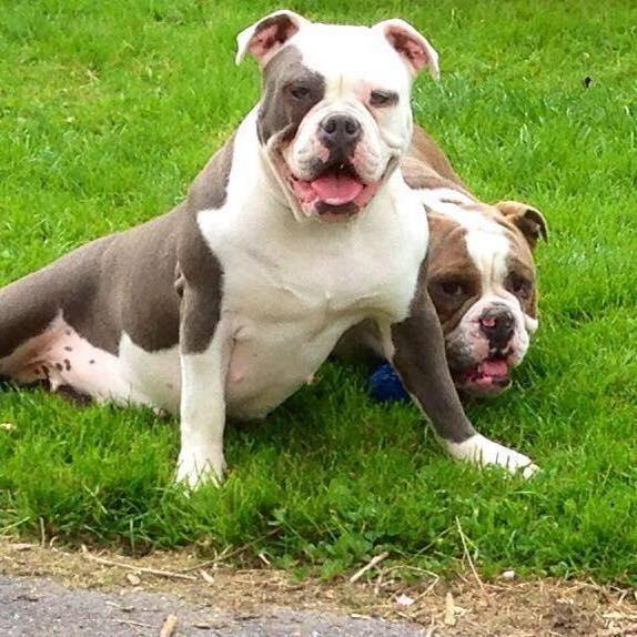 NBBZ'S Paryss | Olde English Bulldogge 