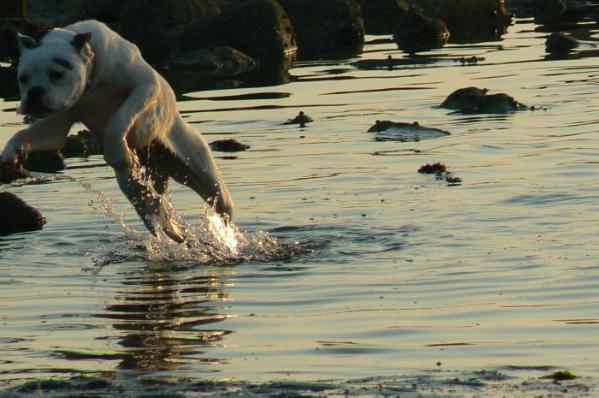 Destiny for life AKA Destiny | American Bulldog 