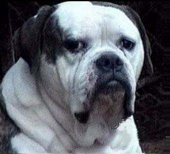 Johnson's Rebel Rousier 3(AB) | Olde English Bulldogge 