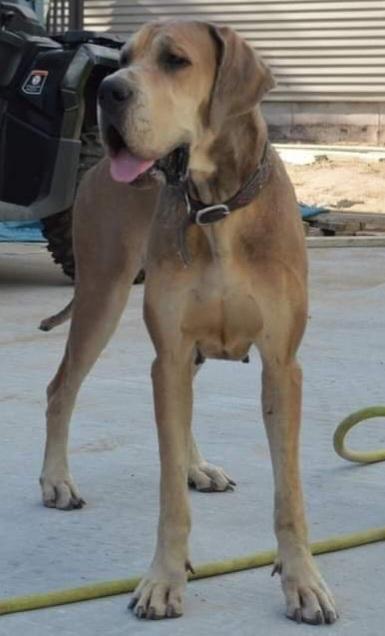 KHS Vivid's "Raven" Mystique Of Mrvl | Great Dane 