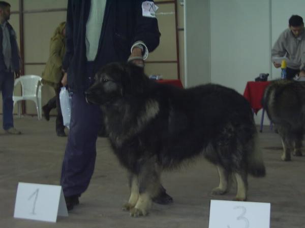 Murko od bjelice | Yugoslavian Shepherd Dog-Sarplaninac 