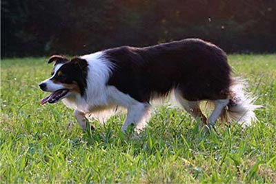 Akersborg Sid ISDS 284130 | Border Collie 