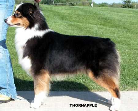 Thornapple Freeze Frame | Australian Shepherd 