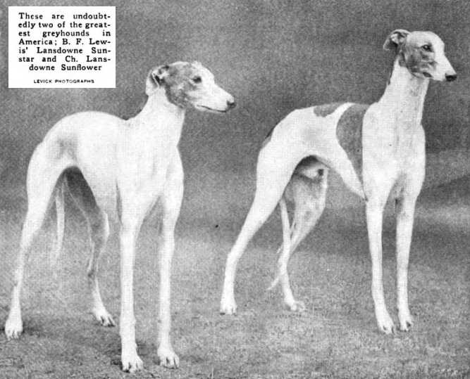 Lansdowne Sunflower | Greyhound  Lansdowne Sunflower | Greyhound