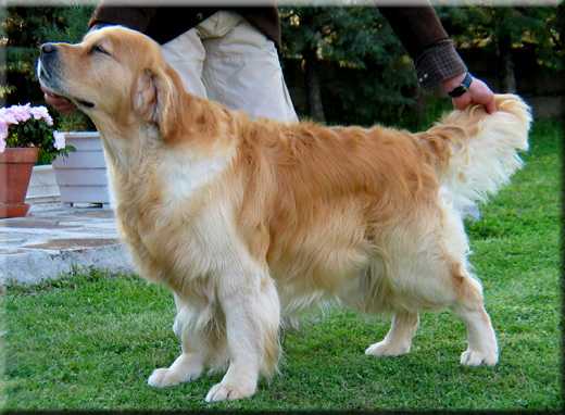The Cream of Franco's Valley | Golden Retriever 
