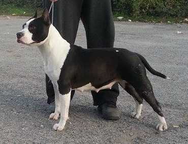 Bismaster Fifi | American Staffordshire Terrier 