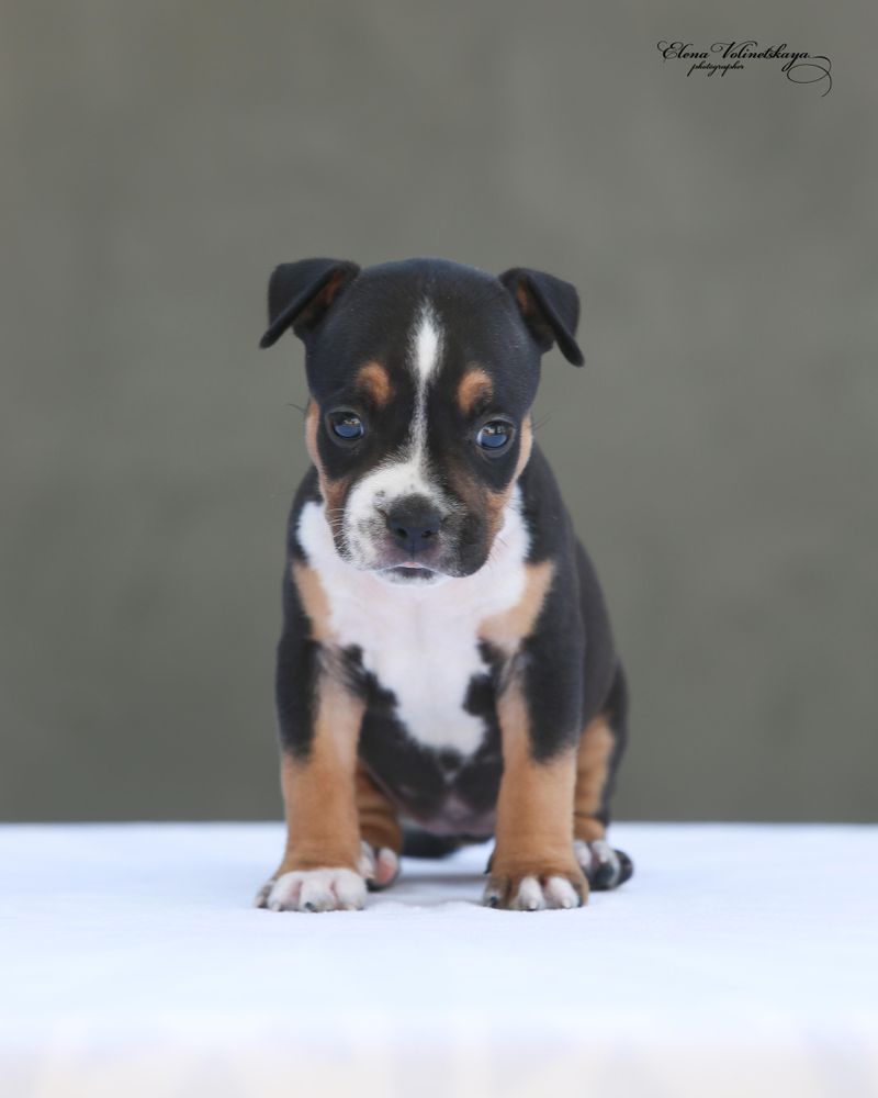 El’tro Team Trinity | American Staffordshire Terrier 