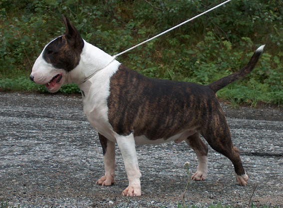 Emred Jack Daniels Of Astasia | Bull Terrier 