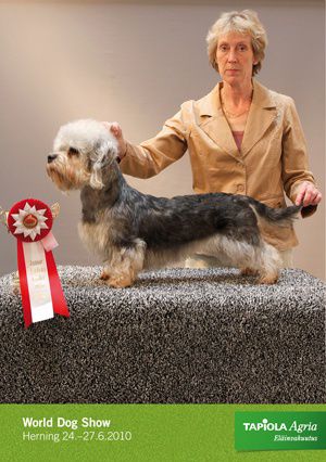 Zimyrs Roxie Rose | Dandie Dinmont Terrier 