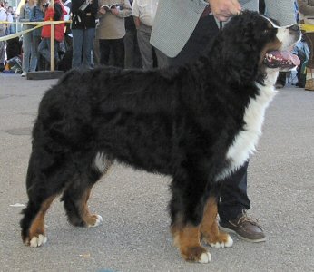 Dumbledor Degli Antichi Mulini | Bernese Mountain Dog 