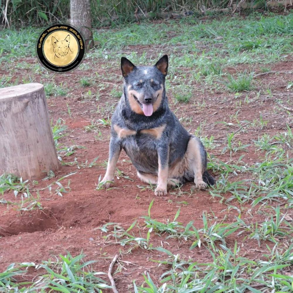 NALA OF HEELER'S SELIVON | Australian Cattle Dog 