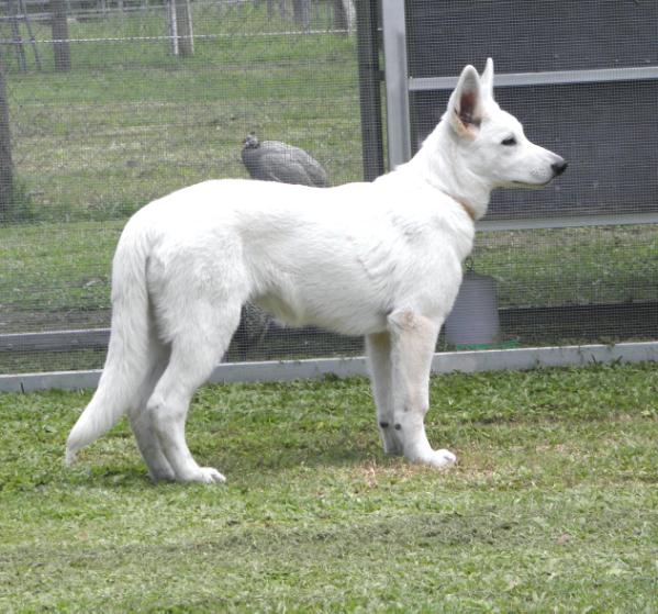 Eiramor Crystal Snowflake | White Swiss Shepherd Dog 