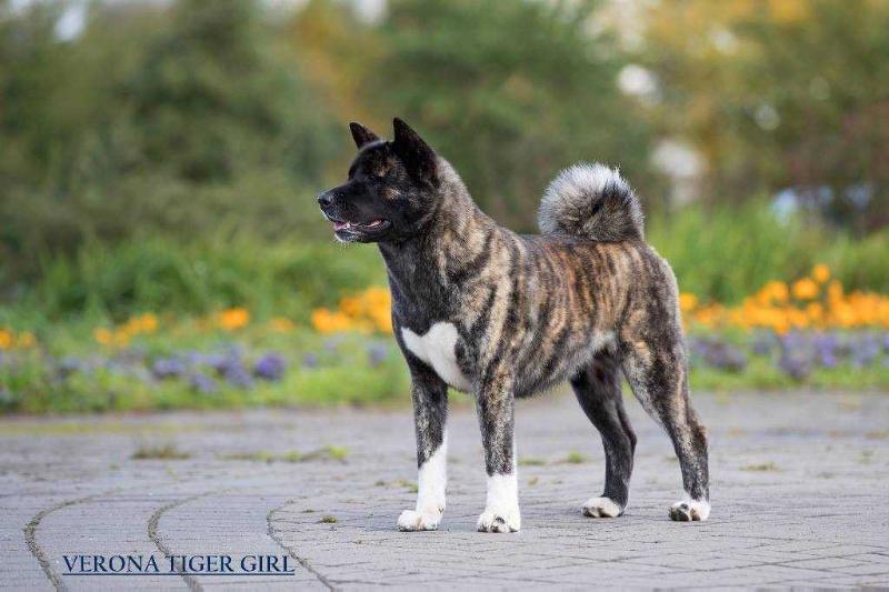 Verona Tiger Girl | Akita 