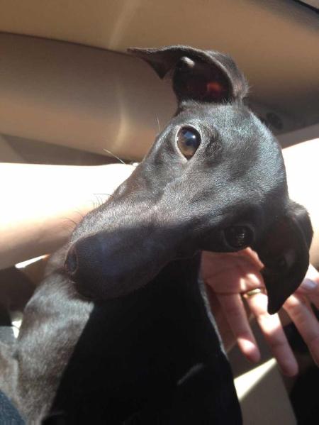 DaVinci's GV Cora Pearl | Italian Greyhound 