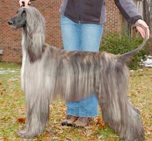 Kasban American Style | Afghan Hound 