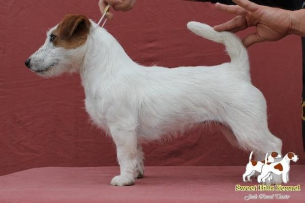 Essenza erotica | Jack Russell Terrier 