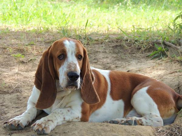 Janzen's Bentley | Basset Hound 