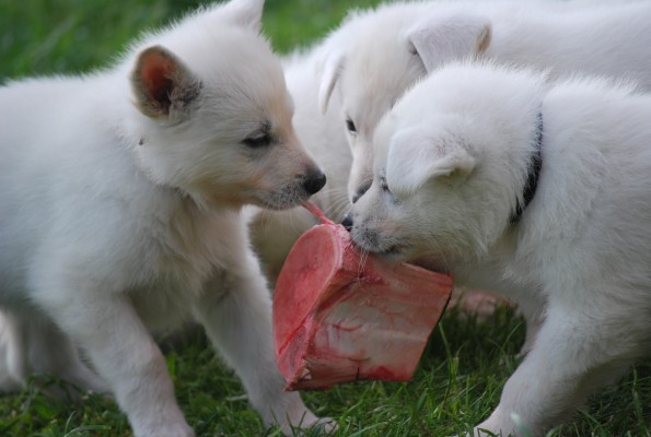 Anisya  Belohlávek | White Swiss Shepherd Dog 