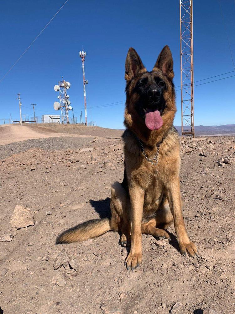 Venus dfrankar | German Shepherd Dog 