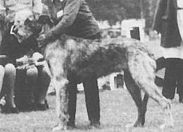 Clodagh of Eaglescrag | Irish Wolfhound 