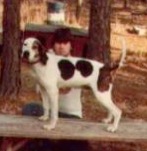 Owen's Hardwood Bozo | Treeing Walker Coonhound 