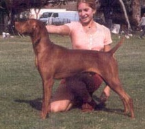 Johnson's Titian Charger | Hungarian Vizsla 