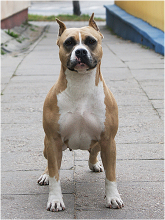 Gang Staff Be My Baby | American Staffordshire Terrier 