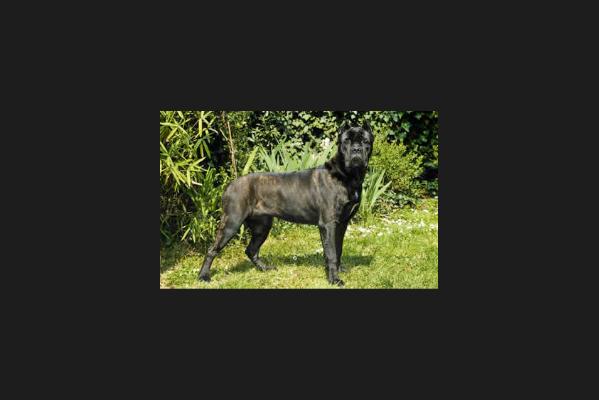 DRUSILLA DEL ROSSO MALPELO | Cane Corso 