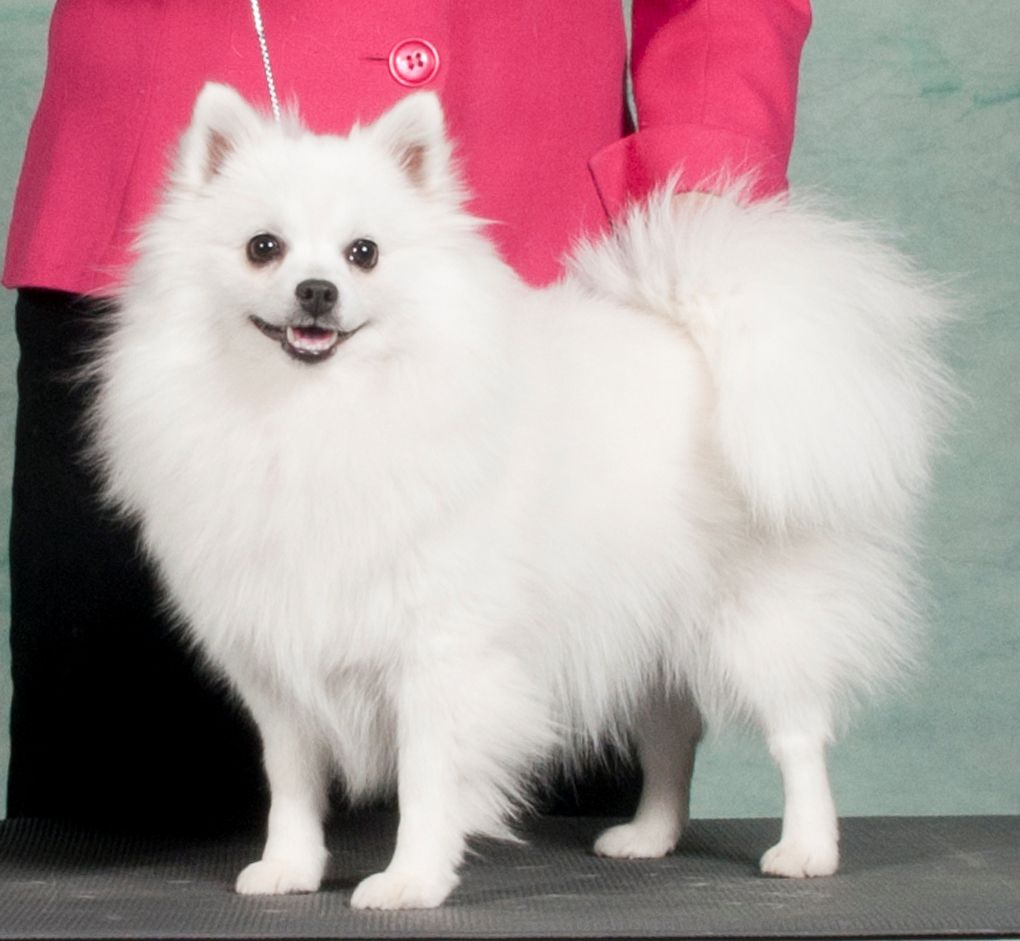 WYNNEIRAS WILD CHILD | American Eskimo Dog 