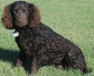 Little Brownies Brown Sugar | American Water Spaniel 