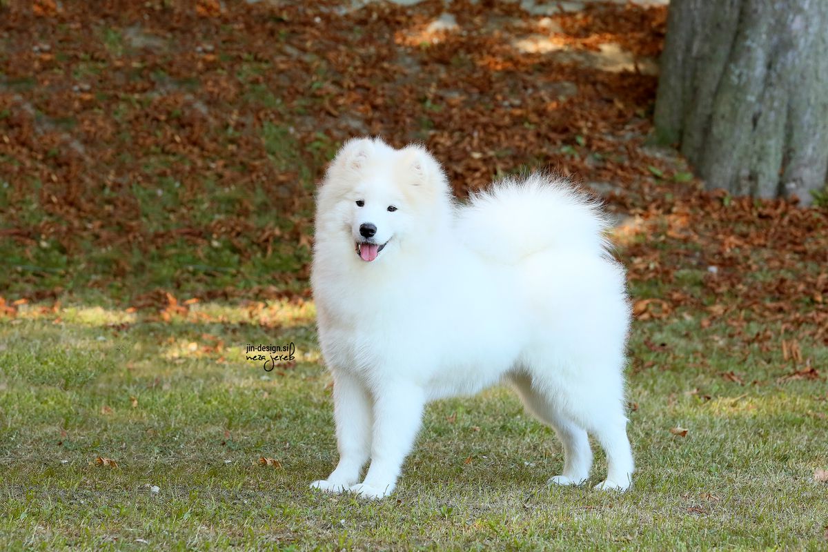 ICEBERG QUEEN Dazzling Diva | Samoyed 