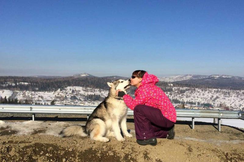 Amelhuk Yukine | Alaskan Malamute 