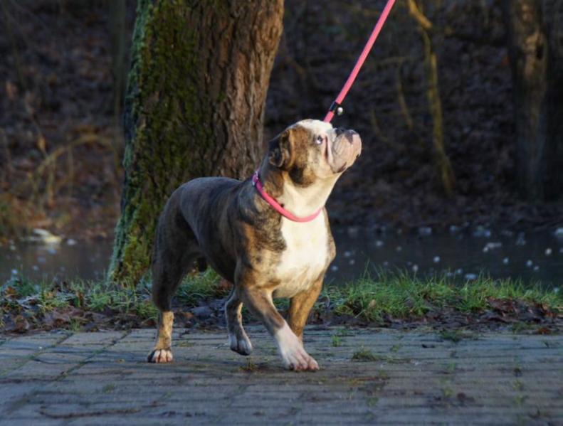 Romeni's Gerda | Olde English Bulldogge 