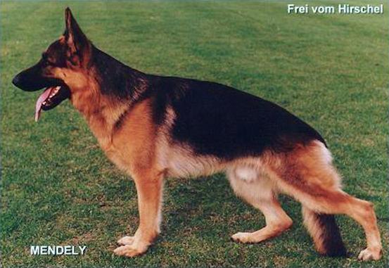 Frei vom Hirschel | German Shepherd Dog 