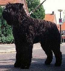 Odin Dancer van't Hangijzer | Bouvier des Flandres 