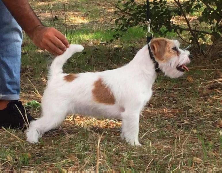 Hanmax Patty | Jack Russell Terrier 