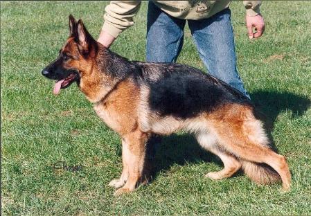 Sabienne von der Wolfsmatte | German Shepherd Dog 