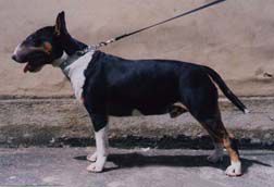 Premier Bill Alet | Bull Terrier 