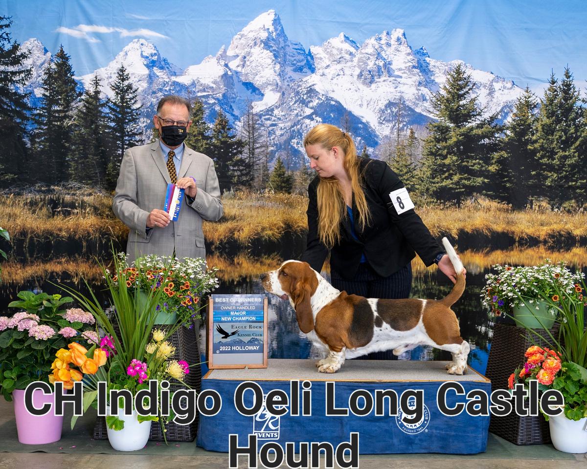 Indigo Oeli Long Castle Hound | Basset Hound 