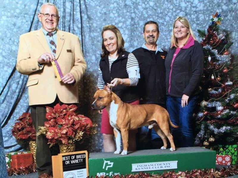 Cimar's Power of Eleven | American Staffordshire Terrier 