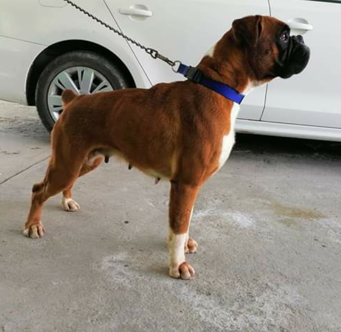 Chanel (Rodríguez) Mex fci | Boxer 