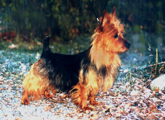 Eager April Thunder | Australian Terrier 