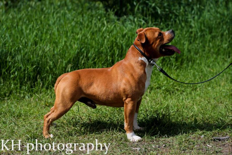 Moystaff Little Ox | Staffordshire Bull Terrier 