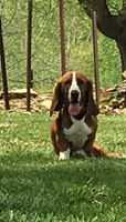 Dust's Buster | Basset Hound 