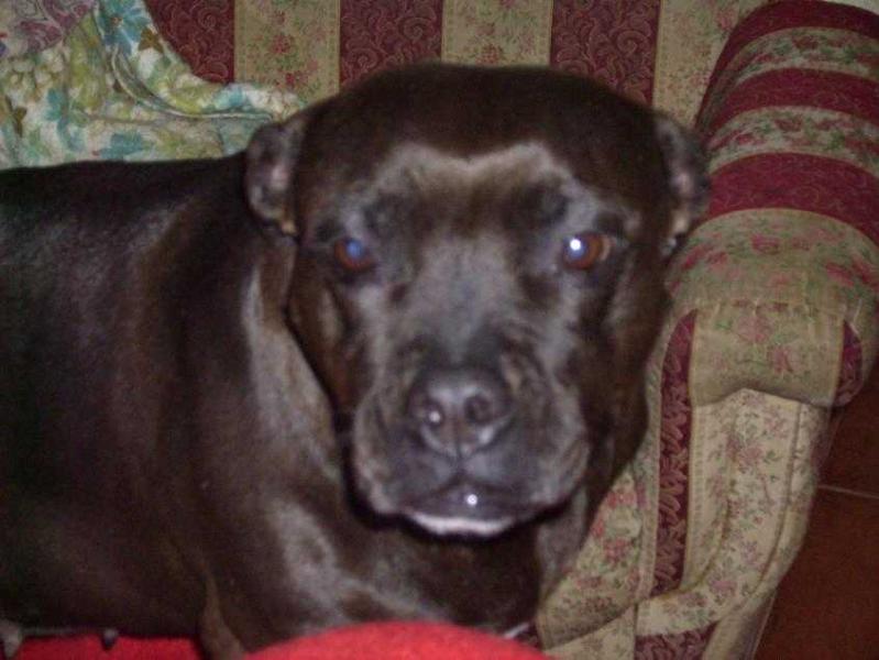 Villa Liberty's Black Widow | American Pit Bull Terrier 