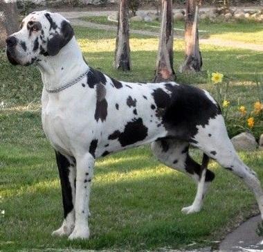 Eufemia della Torre di Velia | Great Dane 