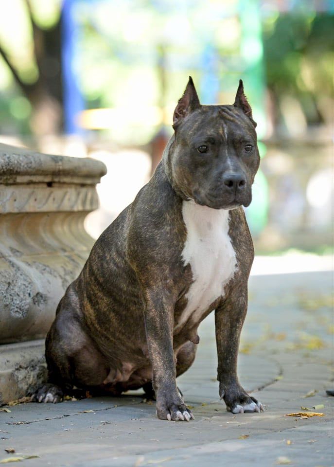 Boldbuster Mona di Orio | American Staffordshire Terrier 