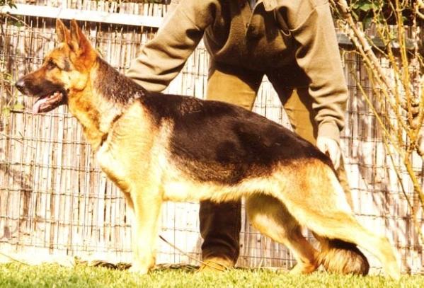 Djalsam's Vici | German Shepherd Dog 