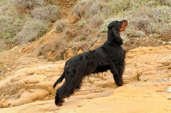 Capirosca dei riri | Gordon Setter 